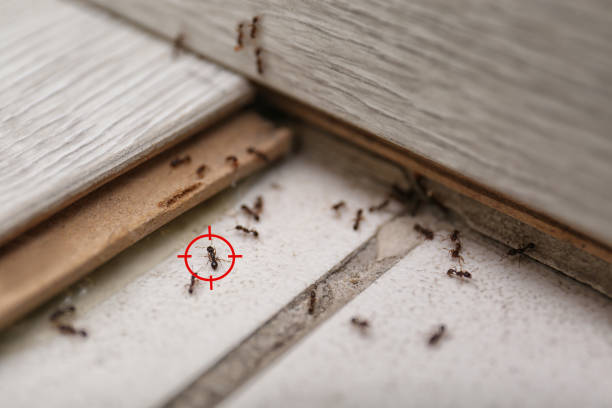 Best Insect Control  in Portales, NM