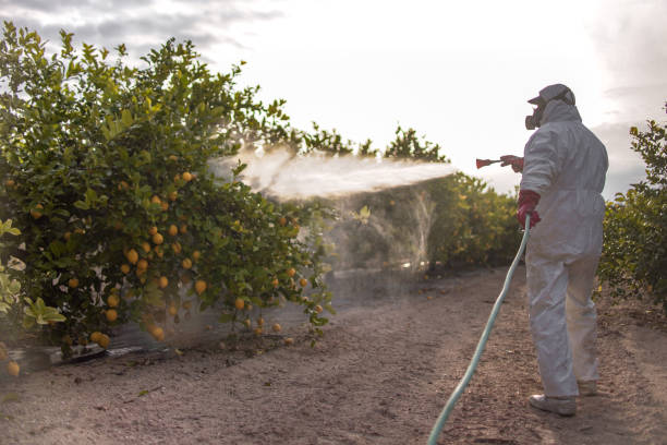 Best Affordable Pest Control Services  in Portales, NM