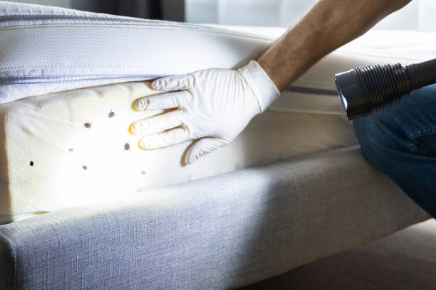 Best Wasp Removal Services  in Portales, NM