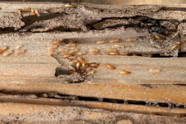 Best Best Pest Control Companies  in Portales, NM