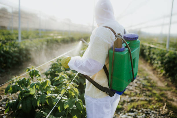 Wasp Removal Services in Portales, NM
